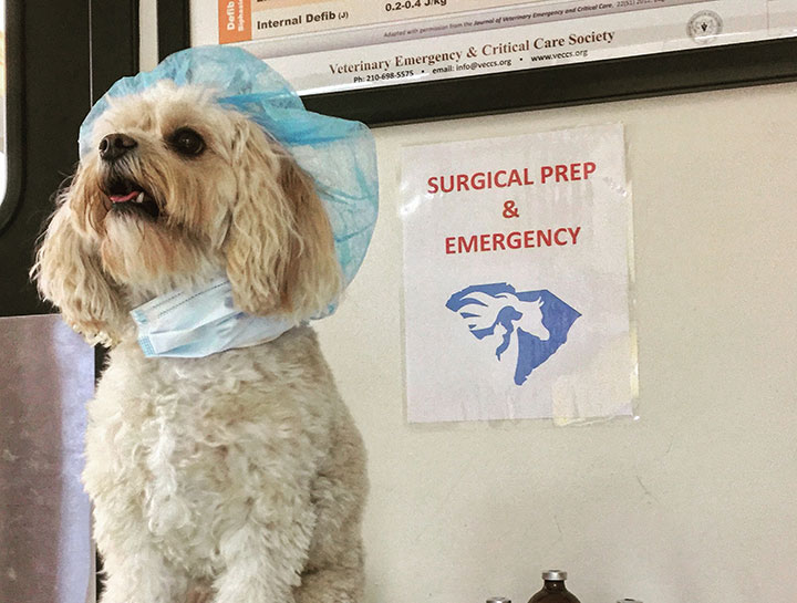 Emergency Veterinary Care